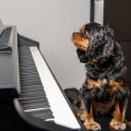 Piano Dust Covers、Silver Maple、Sleep Doggie - Relaxing Piano Dog Serenade