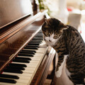 Feline Grace: Piano for Cats