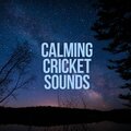 Nature on Record、White Noise Workshop - Crickets Chirping on a Quiet Night