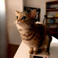 AtilaKw - Meow number 9