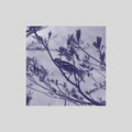 todd - Quintessence with Lethargy