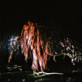 Weeping Willow (feat. mesq, DNFJAY & SKOTSKR) [Explicit]