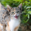 Raindrop Cat Meows: A Cat Serenade in Solitude