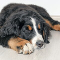 Calm Sleep Rain Sound、Rainfall Sound for Sleep、Sleep Doggie - Piano's Soothing Canine Sonata