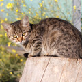 Piano for cats、Piano Cat、Soothing Cat Music - Tranquil Moments Felines Drift to Sleep