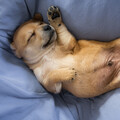 Piano and Rain、Rainfall、Dog Sleep Academy - Rainy Piano Transports Dogs to Bliss