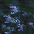 Hydrangea