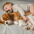 StreaMode、Lofi Masters、Sleepy Pets - Relaxing Pet Lofi Waves