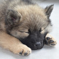 Neonclouds、after noon、Relaxing Dog Music Radio - Lofi Canine Slumber