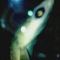 Hel - dead beachworm.