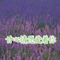 甘心情愿爱着你（对唱）