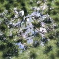 梁11 - 茉莉雨