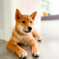 Rainy Serenity: Piano Rain for Calm Dogs