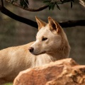 Lofi Dog Serenity: Melodic Soundscapes for Canines