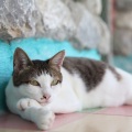Feline Bliss: Lofi Music for Cat Relaxation
