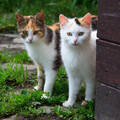 Classical Piano Playlist、Lightning Thunderstorms & Rain Storm Sounds、Cat Music Studio - Rainy Piano for Cat Ears