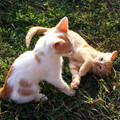 Nature Field Recordings、The Rain Factory、Cat Music Therapy - Feline Piano in Gentle Raindrops
