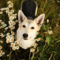 Rain Radiance、Study Piano Music、Dog Music Club - Rain Serenade for Dogs