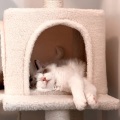 Serene Rainfall Serenades: Piano for Cat Dreams