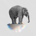 TANGO inc. - Animalia