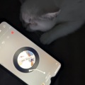 孤独祈情 - 精卫