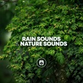 Rain Sounds & Nature Sounds