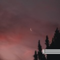 靜夜蟬鳴