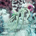 Squid