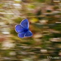 一朵蝴蝶（Butterfly）
