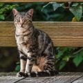 White Noise Rain、Classical Piano Channel、Calming Music for Cats - Cat's Serene Piano Notes