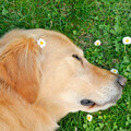 Piano Canine Reflections: Dog's Sleep Rainy Dreams