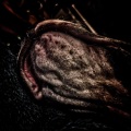 Wouthor - Corvidae