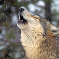 Peaceful Rainy Pawprints: Music for Stress Relief