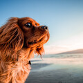 Canine Chorus by the Ocean: Music for Stress Relief