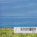 紫色的线 - 一生只愿爱一次