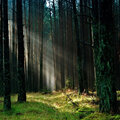 Forest Mood
