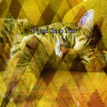 Rest & Relax Nature Sounds Artists - Dream Tonight
