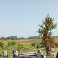 salman - Asal