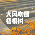 侯润泽 - 大风吹倒梧桐树