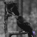 Zohar - dream birds