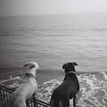 Armen Nalbandian、Dave King、Chris Speed - The Previous Nows
