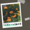 王优秀并不优秀 - 化身孤岛的鲸