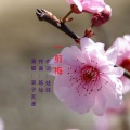 浪子天涯 - 一剪梅