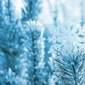 一碗米饭、桃了桃了 - 我期待的不是雪