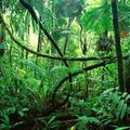 Axelelgato - The Naturalentz