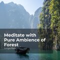 Meditate with Pure Ambience of Forest