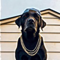 Nate Good - Dog Days
