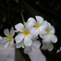 张焕晰 - 执子花 (zhí zǐ huā)