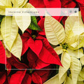 Villancicos de Navidad - Villancico de las Campanas: alma de Navidad