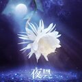 泛音堂 - 夜昙